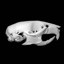 mus musculus casa ratón escanear animal cráneo 3d print model - Mito3D