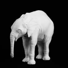 Elefant natural history museum scan london Elefanten Europa naturalhistorymuseum 3d print model - Mito3D