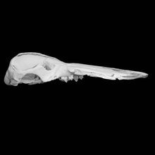 obdurodon Dicksonifossil fósil ornitorrinco escanear animal cráneo 3d print model - Mito3D
