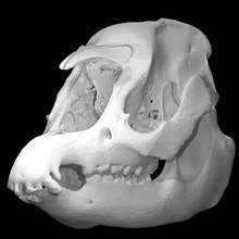 tapirus indicus asian tapir scan animal skull 3d print model - Mito3D