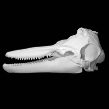 tursiops truncatus bottlenose dolphin scan animal skull 3d print model - Mito3D