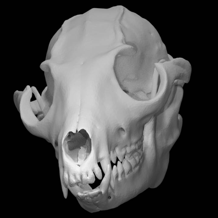 otocyon megalotis orejas murciélago zorro escanear animal cráneo 3D print model - Mito3D