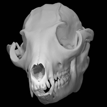 otocyon megalotis orejas murciélago zorro escanear animal cráneo 3d print model - Mito3D