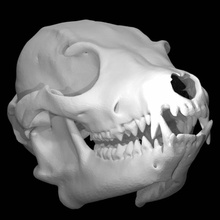 otocyon megalotis bat-eared fox male scan animal skull 3d print model - Mito3D