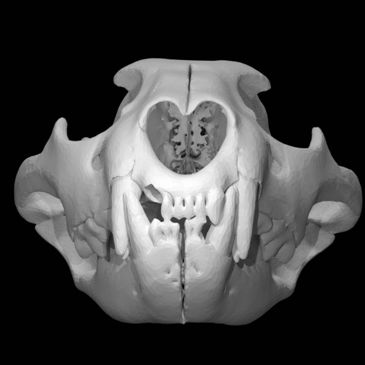 panthera leo lion scan animal skull 3D print model - Mito3D