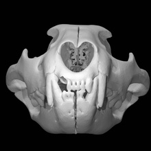 panthera leo lion scan animal skull