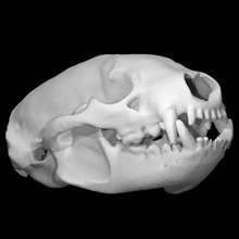taxidea taxus americano tejón escanear animal cráneo 3d print model - Mito3D