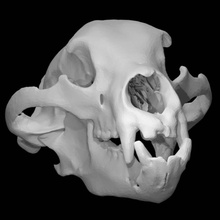 ursus americanus american black bear scan animal skull 3d print model - Mito3D