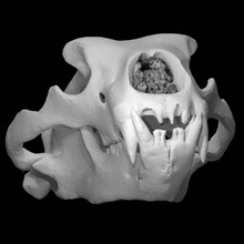 ursus maritimus polar bear scan animal skull 3d print model - Mito3D