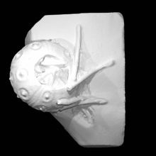 cidaris serrifera forbes dixon scan fossils cidarisserriferaforbes 3d print model - Mito3D