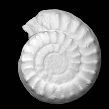 Kronikler Hyatti Donovan taramak fosiller Kronikerashyatti 3d print model - Mito3D