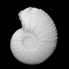 déshayésites callidiscus var rugosus Casey analyse fossiles deshayésitescallidiscus 3d print model - Mito3D