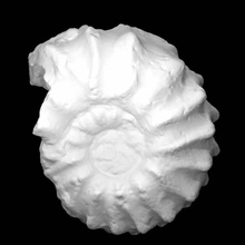 otohoplites waltoni casey scan skills 3d print model - Mito3D