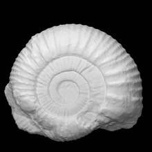 sphinctoceras distans neaverson scan fossils 3d print model - Mito3D