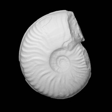 Welschia obtusiformis Buckman taramak fosiller 3d print model - Mito3D