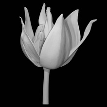 embreea orchid scan flower fullsize 3d print model - Mito3D