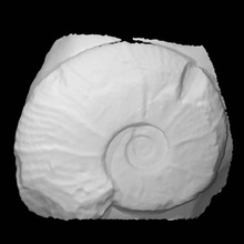 amonites Austeni Sharpe Varredura fósseis 3d print model - Mito3D