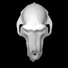 papio Hamadryas Anubis taramak kafatası tam boy 3d print model - Mito3D