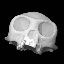 rinoceronte roxellana escanear cráneo tamaño completo 3d print model - Mito3D