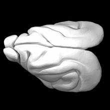 furet brain education animal fullsize 3d print model - Mito3D