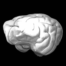 leopardo cerebro educación animal tamaño completo 3d print model - Mito3D