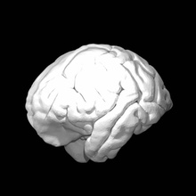 Orang Utan Gehirn Bildung Tier Fullsize 3d print model - Mito3D