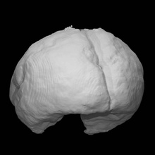 feto cerebro escanear tamaño completo 3d print model - Mito3D