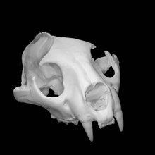 puma concolor escanear animal cráneo tamaño completo 3d print model - Mito3D