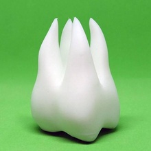 dent 3d éducation anatomie dentaire dentiste visage Humain dents impression 3D partie corps bouche dentifrice gencive gymnases humaines humant stomatologie 3d print model - Mito3D