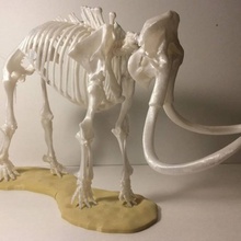 yünlü mamut iskelet Eğitim fil mastodon 3d print model - Mito3D