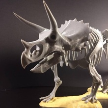 triceratops prorsus esqueleto Educação dinossauro jurássico fósseis 3d print model - Mito3D