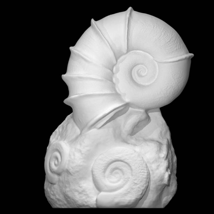 alado amonite Varredura animal tamanho real 3D print model - Mito3D