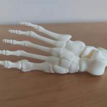 Kerl McCanns Fuß völlig gebaut Modell Verbindung gebracht Gelenke Knochen Bildung Anatomie Körper Skelett Biologie Sport 3d print model - Mito3D