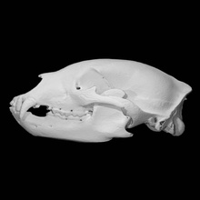 negro oso cráneo escanear animal medio cuerpo 3d print model - Mito3D