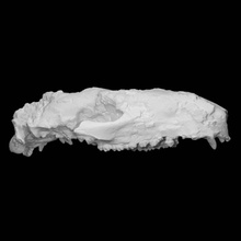 kardiyolofus Radinskyi taramak kafatası tam boy 3d print model - Mito3D