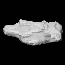 paramys copei fossil scan animal halfbody 3d print model - Mito3D