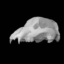 cráneo cueva oso escanear animal medio cuerpo 3d print model - Mito3D