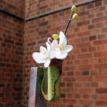 jurassic pitcher plant & garden 3d print model - Mito3D
