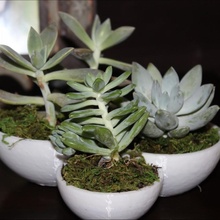 succulent tri-bowl & garden plantholder succulentpot 3d print model - Mito3D