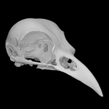 americano corvo cranio scansione animale dimensione piena 3d print model - Mito3D