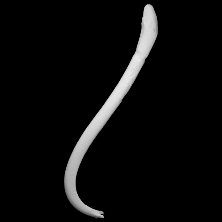 mapache báculo tallado colgante pendiente escanear hueso pene fetiche Fertilidad 3D print model - Mito3D