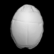 egyptian scarab beetle scan stone bead aaron-ellrich 3d print model - Mito3D