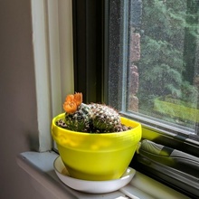 rebord fenêtre planteur pot jardin 3d print model - Mito3D