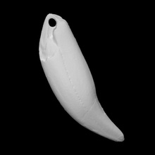 bear tooth pendant scan animal 3d print model - Mito3D