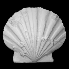 Chesapecten Jeffersonius taramak fosil tam boy 3d print model - Mito3D