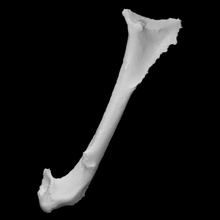 crow coracoid scan bone 3d print model - Mito3D