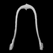 Corvo fúrcula Varredura animal pássaro osso 3d print model - Mito3D