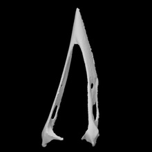 corvo mandibola scansione animale uccello osso 3d print model - Mito3D