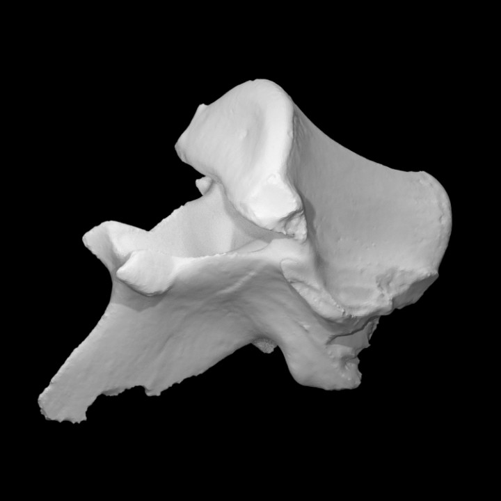 veado torácica vértebra Varredura animal osso 3D print model - Mito3D
