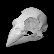 female cardinal skull scan animal bird bone 3d print model - Mito3D